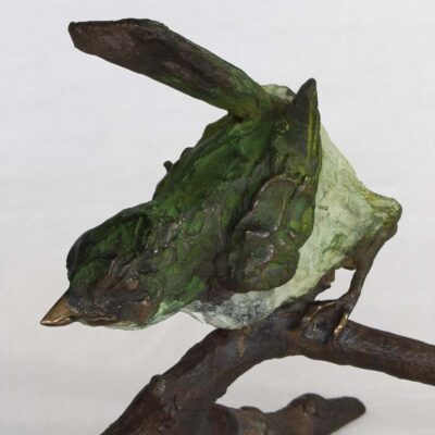 Alastair Barnes Comaroptera