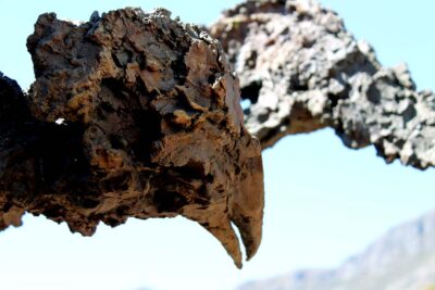 Gail Catlin Bird in Flight