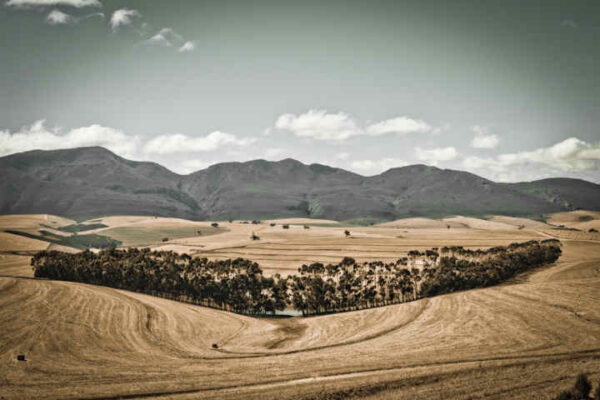 Harry de Zitter Landscape with Bluegum Western Cape, South Africa