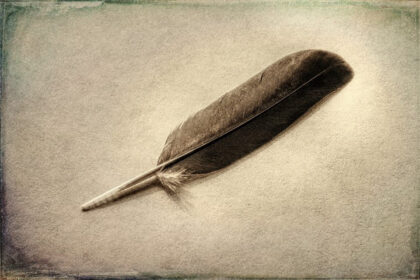 Harry de Zitter Mourning Dove Feather