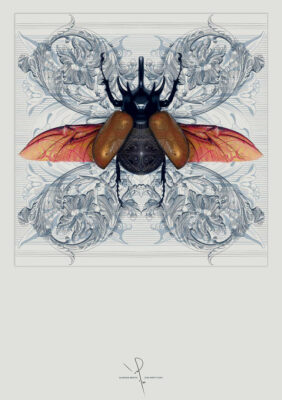 Ivan Smith Rhino Beetle