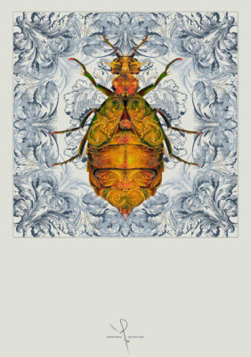 Ivan Smith Blister Beetle