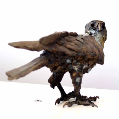 Alastair Barnes - Kestrel