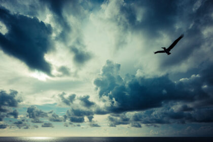 Harry de Zitter Chasing Clouds image #1