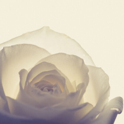 Harry de Zitter Floral Quarantine