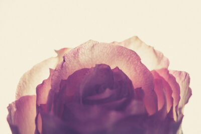 Harry de Zitter Floral Quarantine image #1