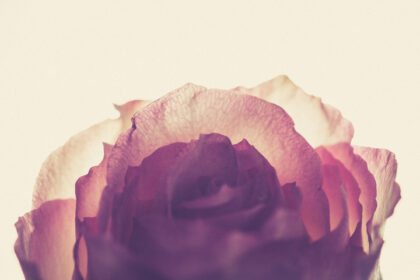 Harry de Zitter Floral Quarantine image #1