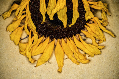 Harry de Zitter Floral Quarantine image #10