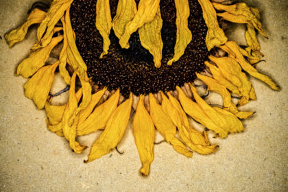 Harry de Zitter Floral Quarantine image #10