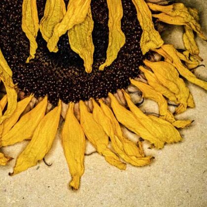 Harry De Zitter Catalogue