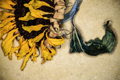 Harry de Zitter Floral Quarantine image #11