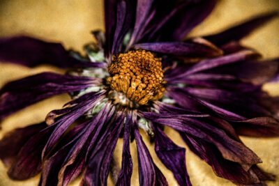 Harry de Zitter Floral Quarantine image #12