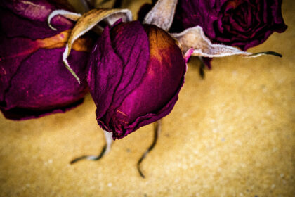 Harry de Zitter Floral Quarantine image #13