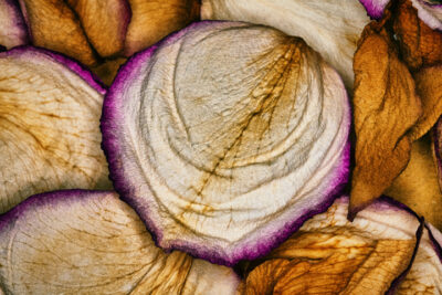 Harry de Zitter Floral Quarantine image #14