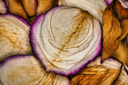 Harry de Zitter Floral Quarantine image #14