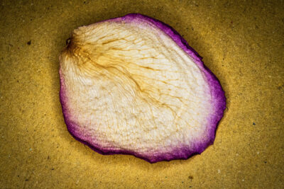 Harry de Zitter Floral Quarantine image #15