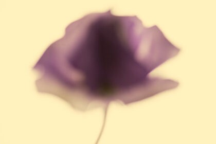 Harry de Zitter Floral Quarantine image #16