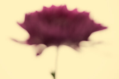 Harry de Zitter Floral Quarantine image #17