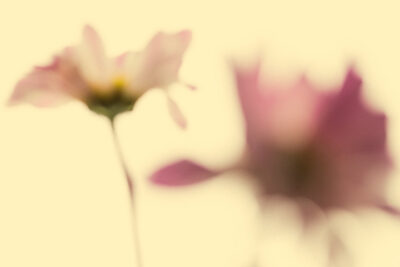 Harry de Zitter Floral Quarantine image #18