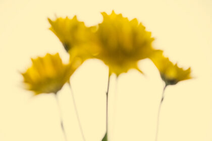 Harry de Zitter Floral Quarantine image #19