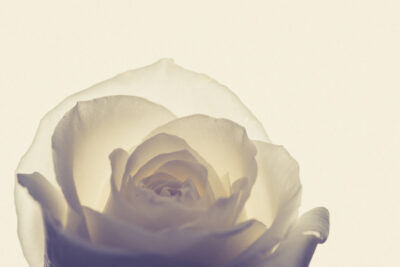 Harry de Zitter Floral Quarantine image #2