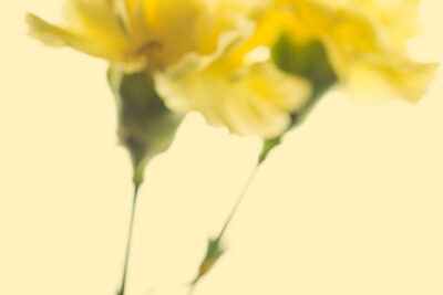 Harry de Zitter Floral Quarantine image #20