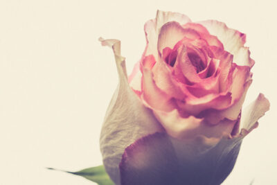 Harry de Zitter Floral Quarantine image #3