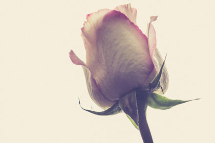 Harry de Zitter Floral Quarantine image #4