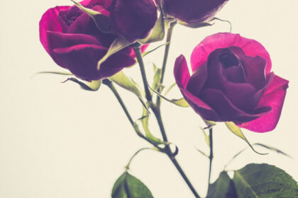 Harry de Zitter Floral Quarantine image #5