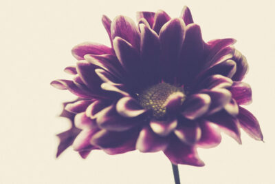 Harry de Zitter Floral Quarantine image #6