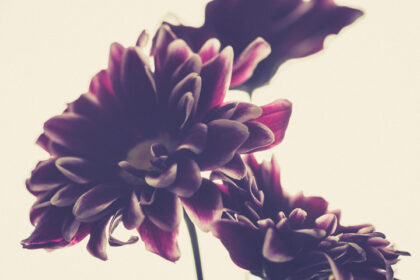 Harry de Zitter Floral Quarantine image #7