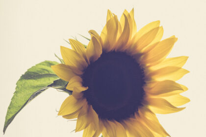 Harry de Zitter Floral Quarantine image #8