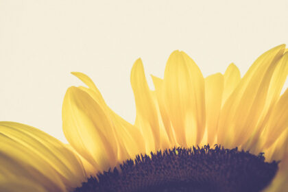 Harry de Zitter Floral Quarantine image #9