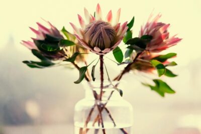 Harry de Zitter King Protea