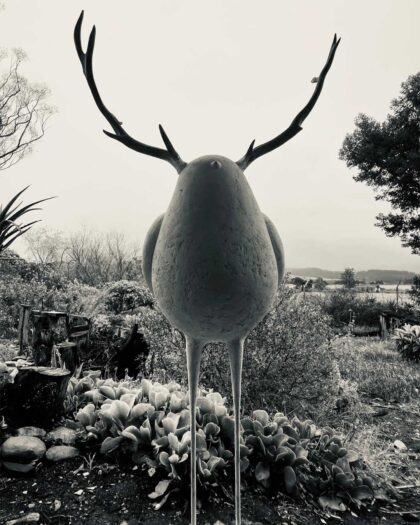 Andrew Hofmeyr - Moosebird